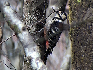  - White-backed Woodpecker (Lilford's)
