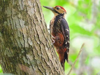  - White-backed Woodpecker (Amami)