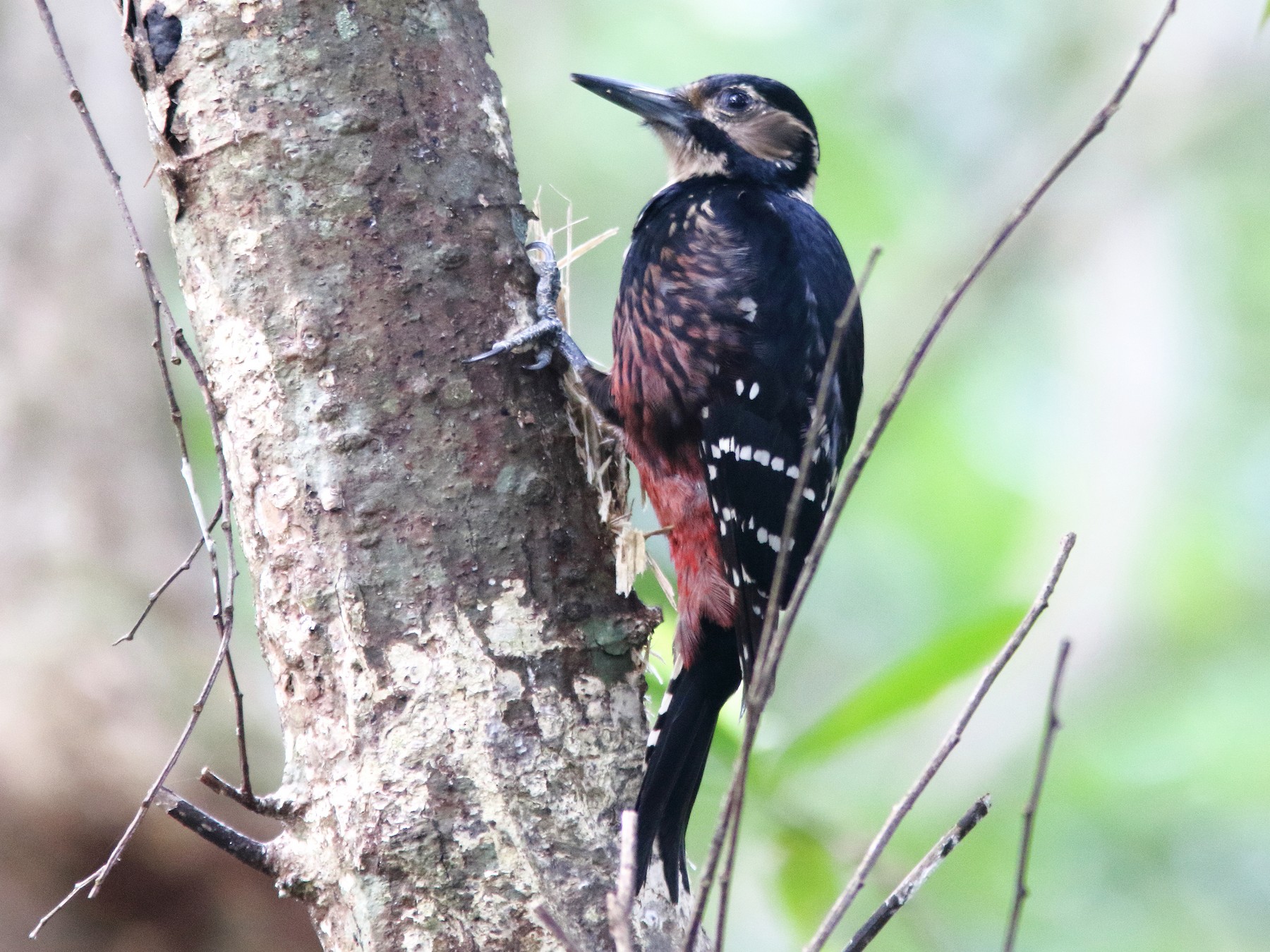 White-backed Woodpecker - William Price
