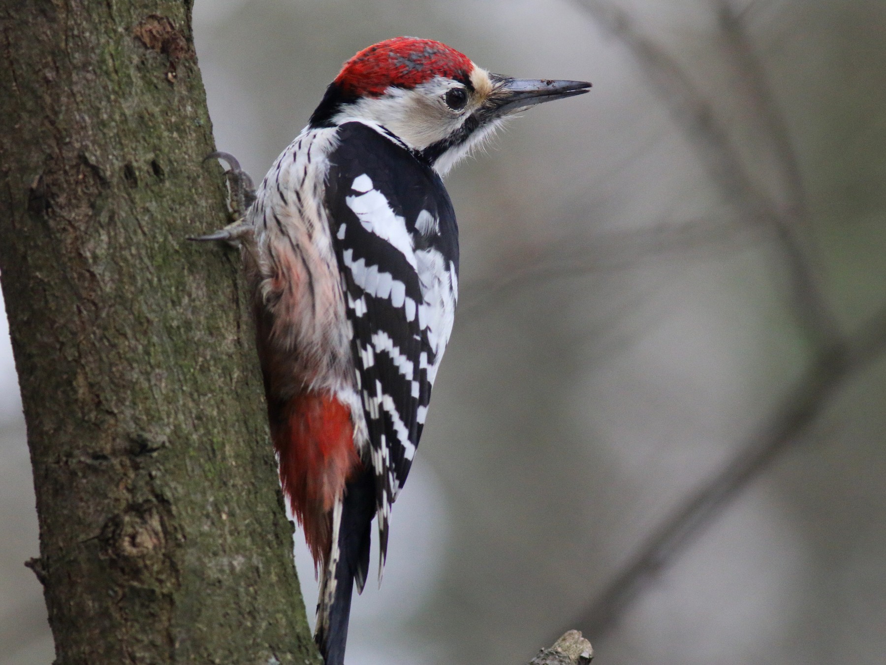 White-backed Woodpecker - Stanislav Cherepushkin