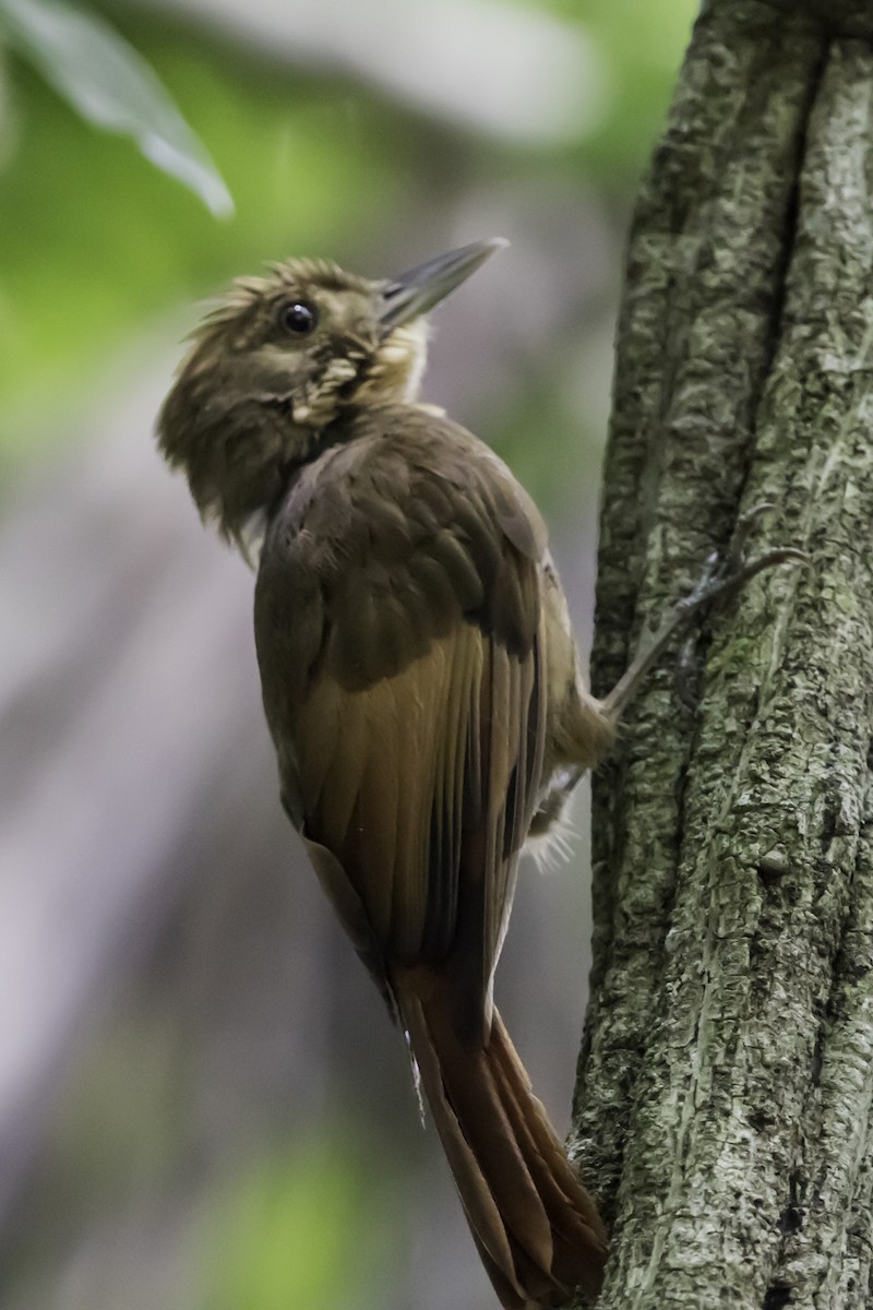 Tawny-winged Woodcreeper - Jorge Eduardo Ruano