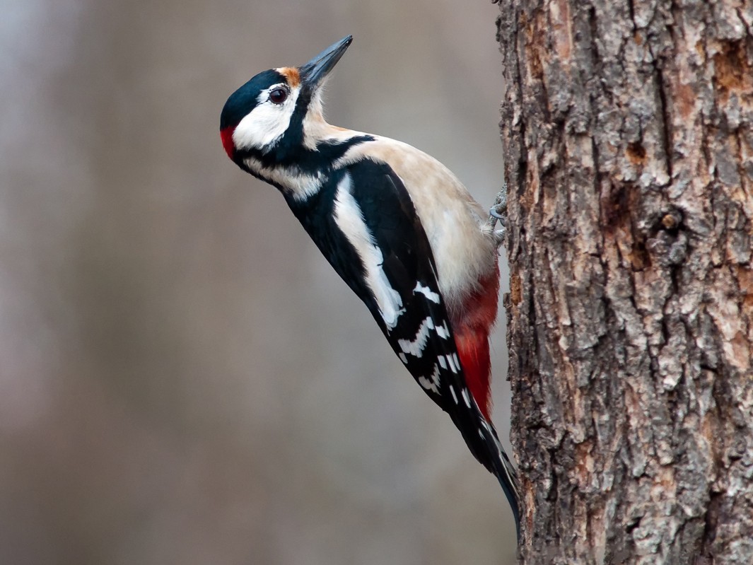 Great Spotted Woodpecker - eBird