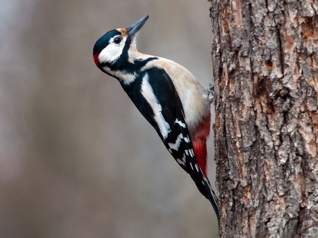 Great Spotted Woodpecker - Charles Thomas