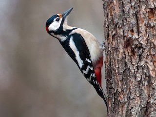 Great Spotted Woodpecker - eBird