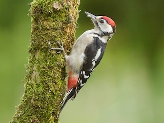 Juvenile (Great Spotted) - Dominic Garcia-Hall - ML256154761