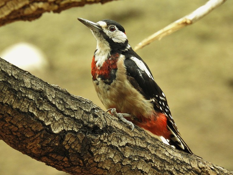 Great Spotted Woodpecker - Karim Haddad
