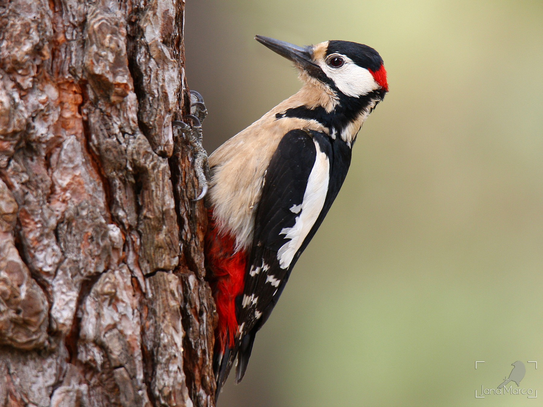 Great Spotted Woodpecker - Jana Marco