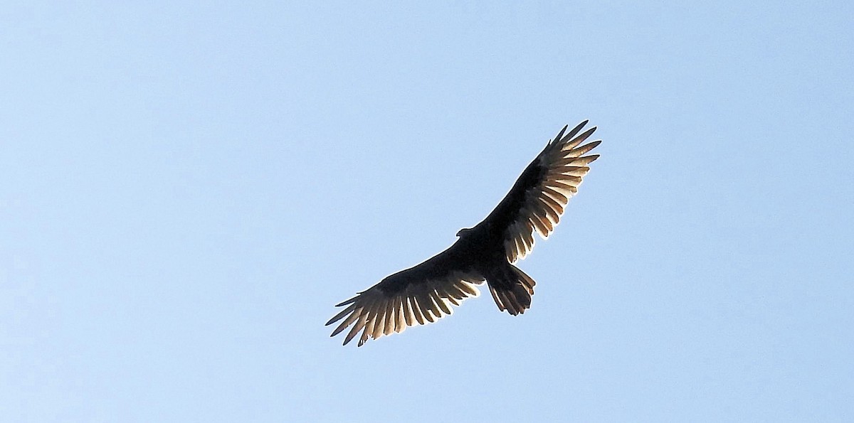 Turkey Vulture - ML256154941