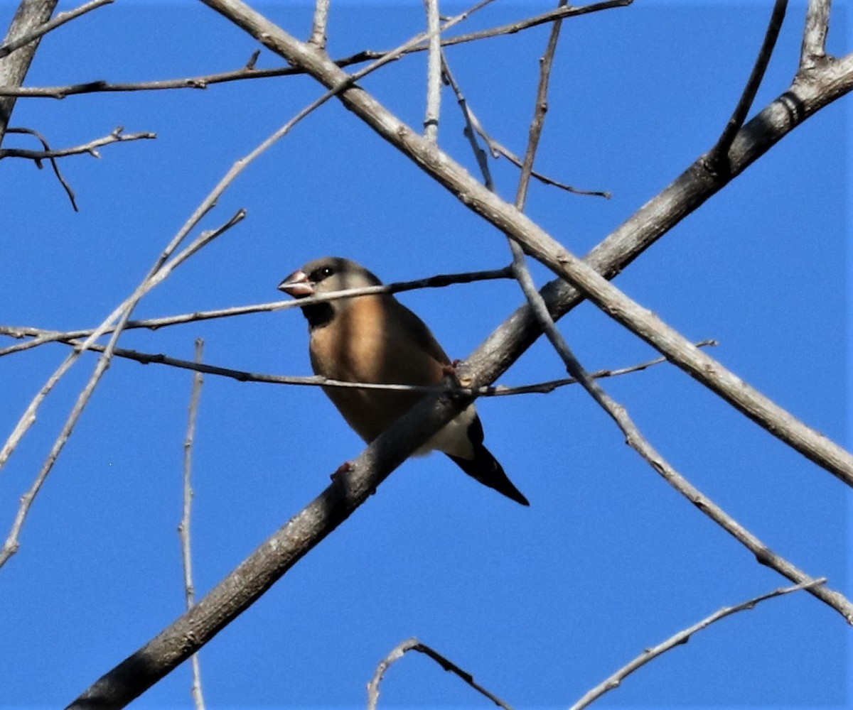 Long-tailed Finch - ML256158611