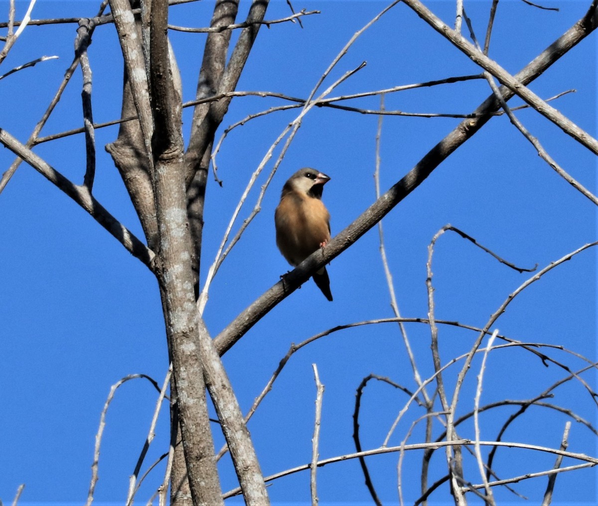 Long-tailed Finch - ML256158631
