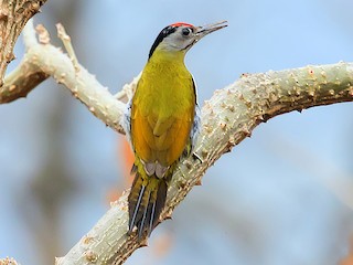 綠啄木- eBird