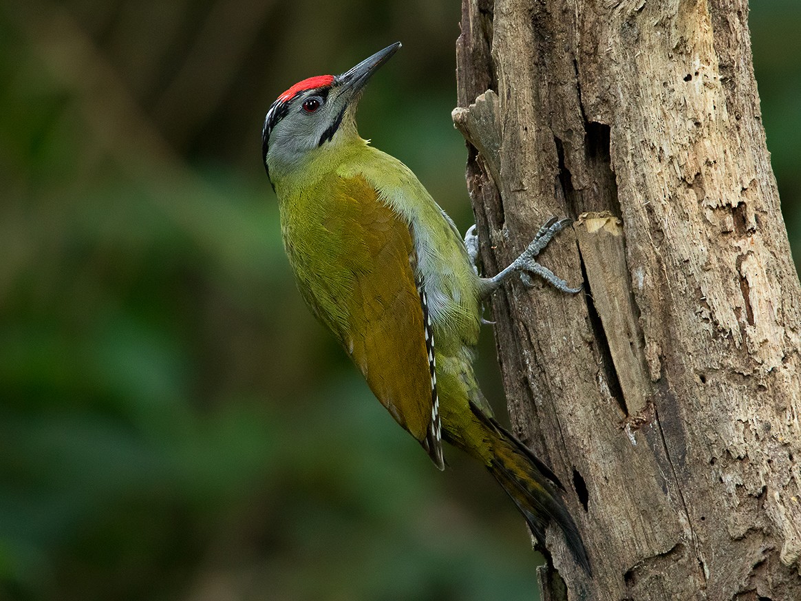 Gray-headed Woodpecker - eBird