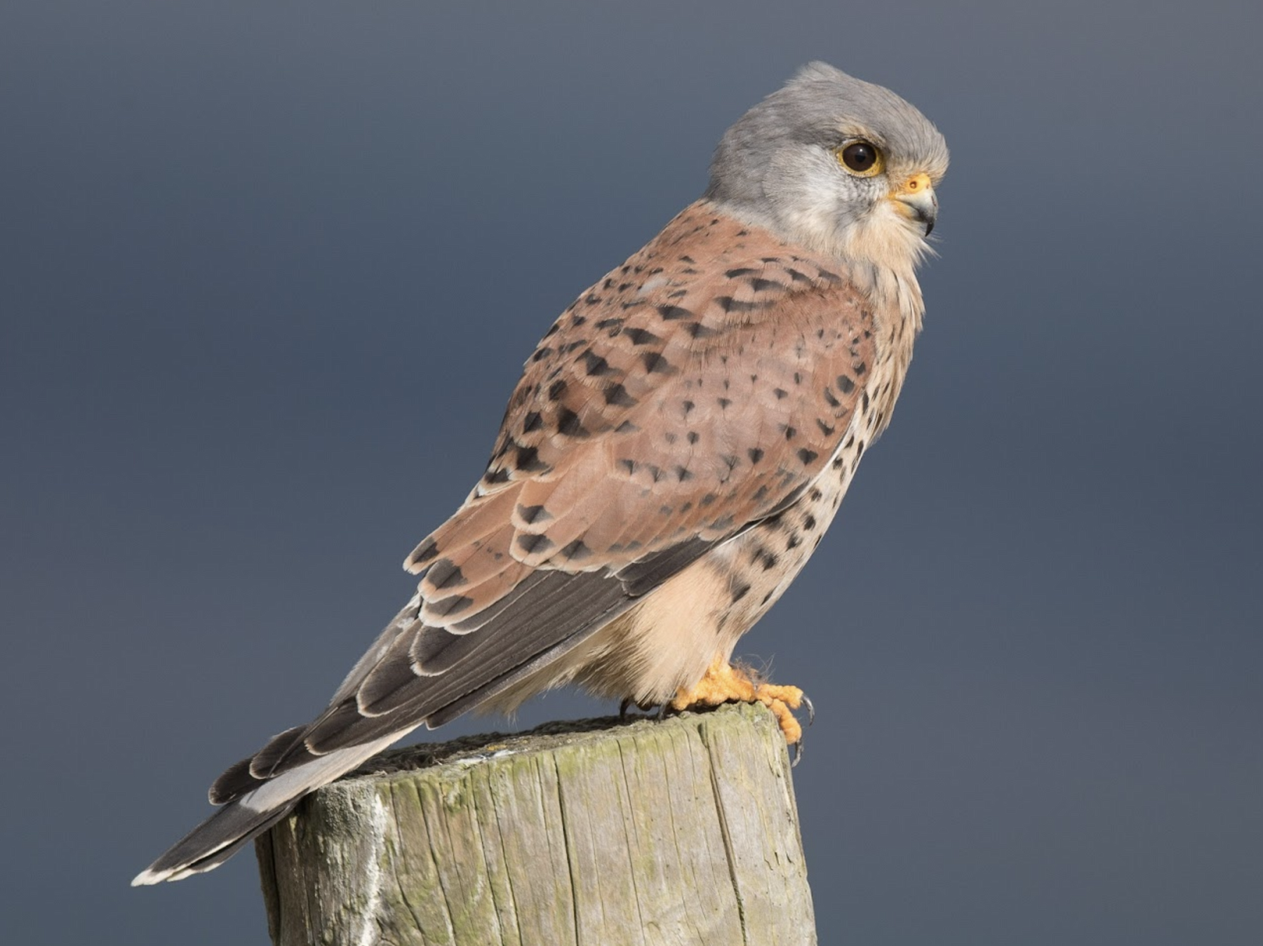 Eurasian Kestrel - Simon Colenutt