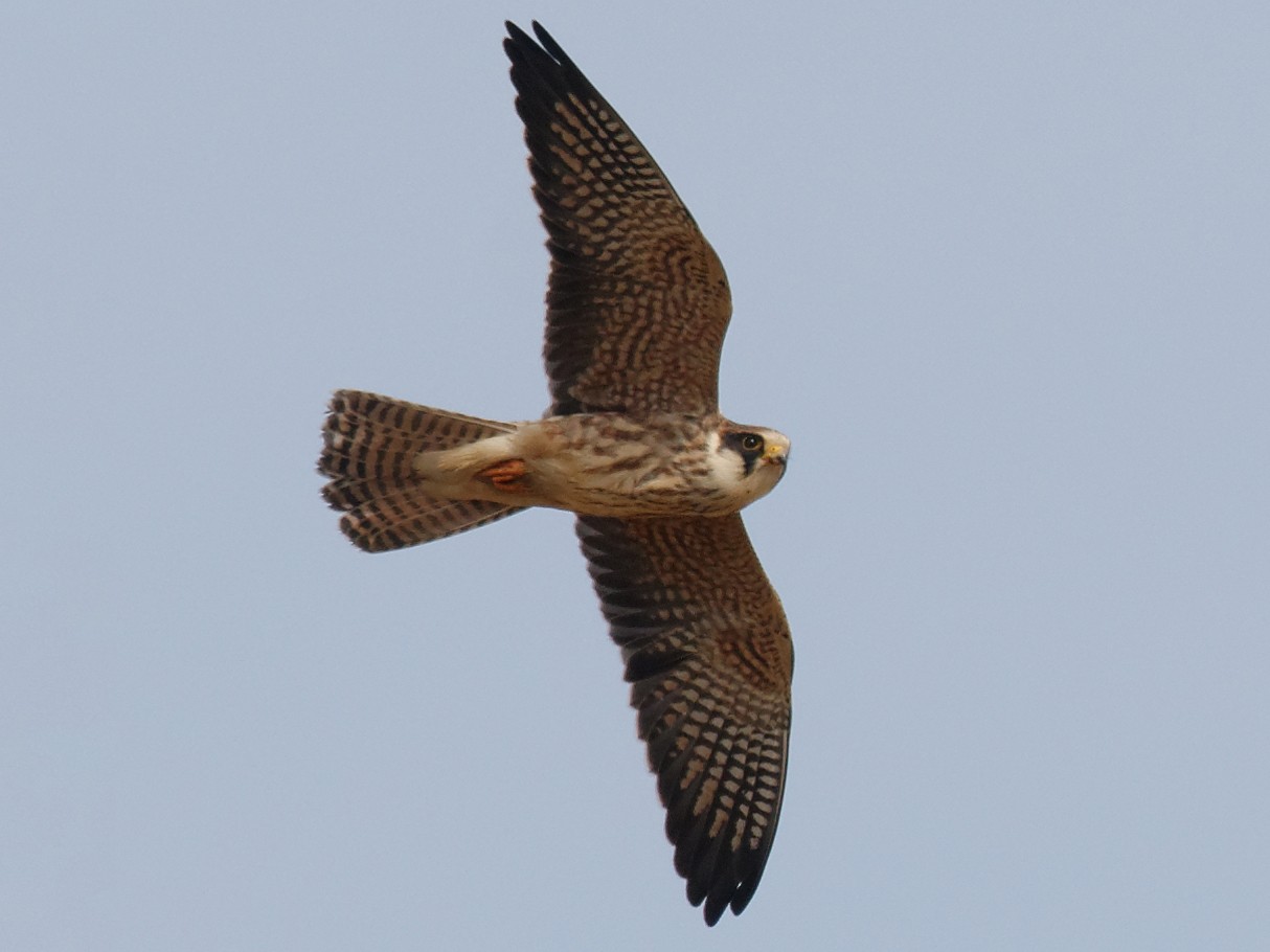Image result for Red-footed falcon