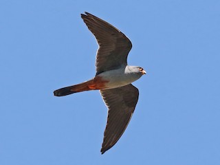 นกเพศผู้เต็มวัย - Phillip Edwards - ML256167021
