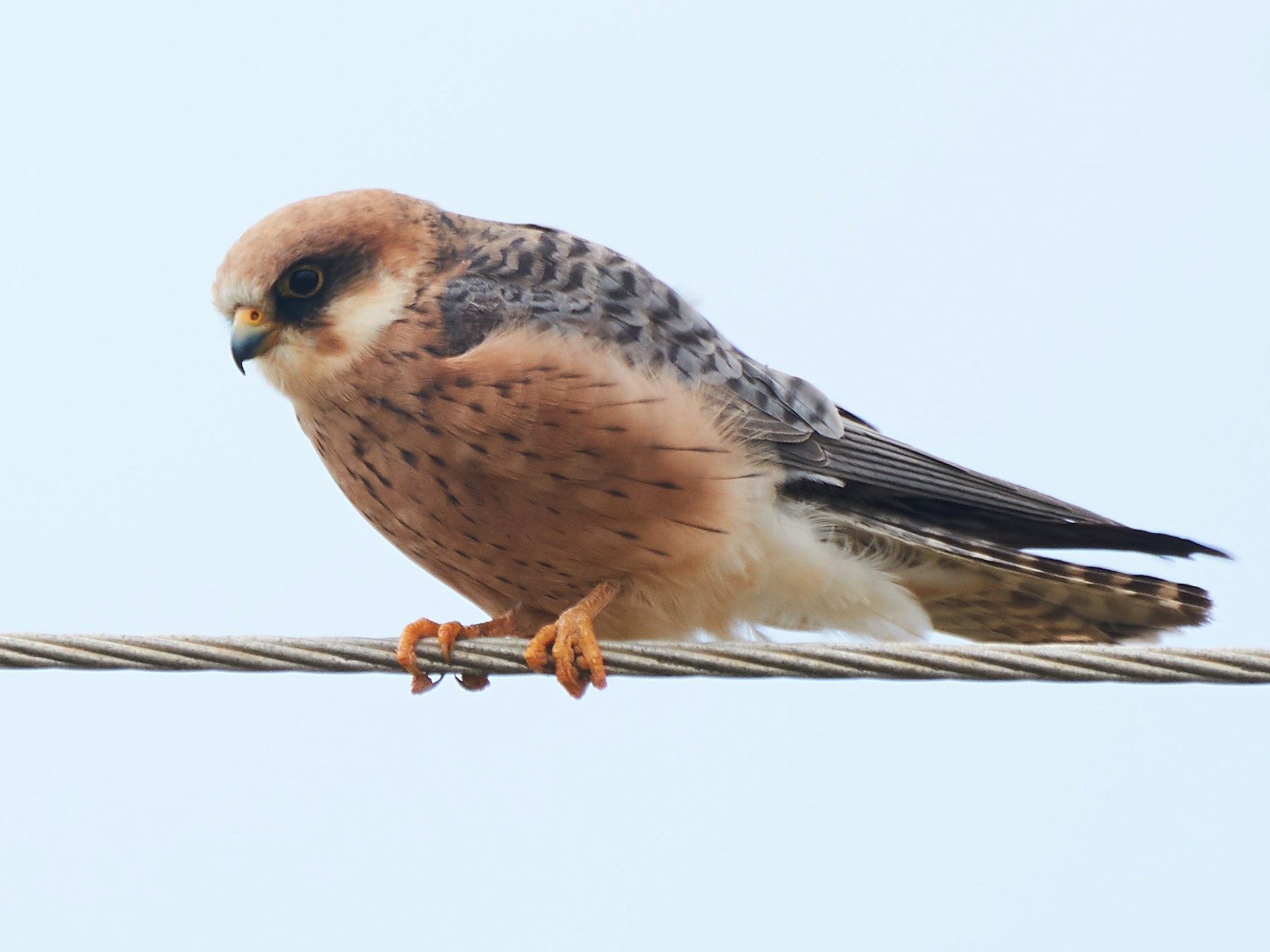 Red-footed Falcon - Miguel Rouco