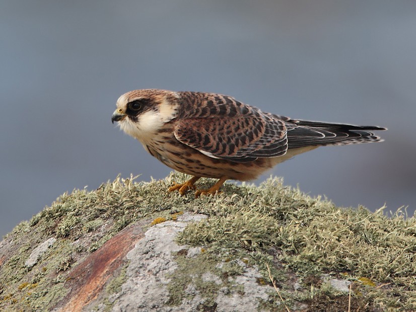 Image result for Red-footed falcon