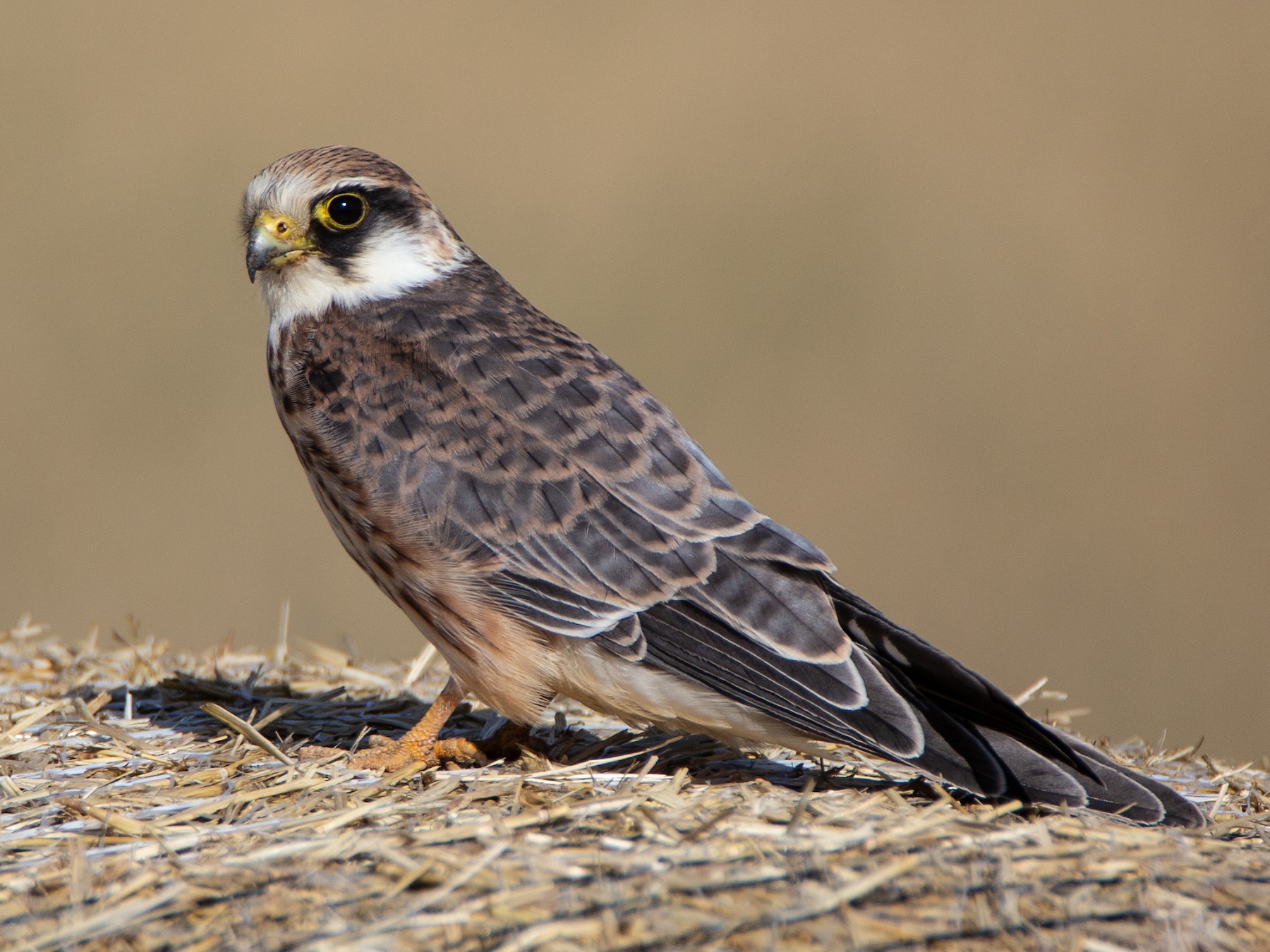 Red-footed Falcon - Nils-Olof Jerling