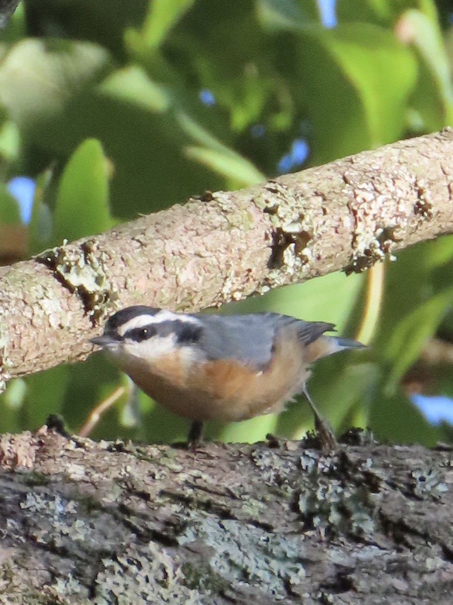 Red-breasted Nuthatch - ML256169601