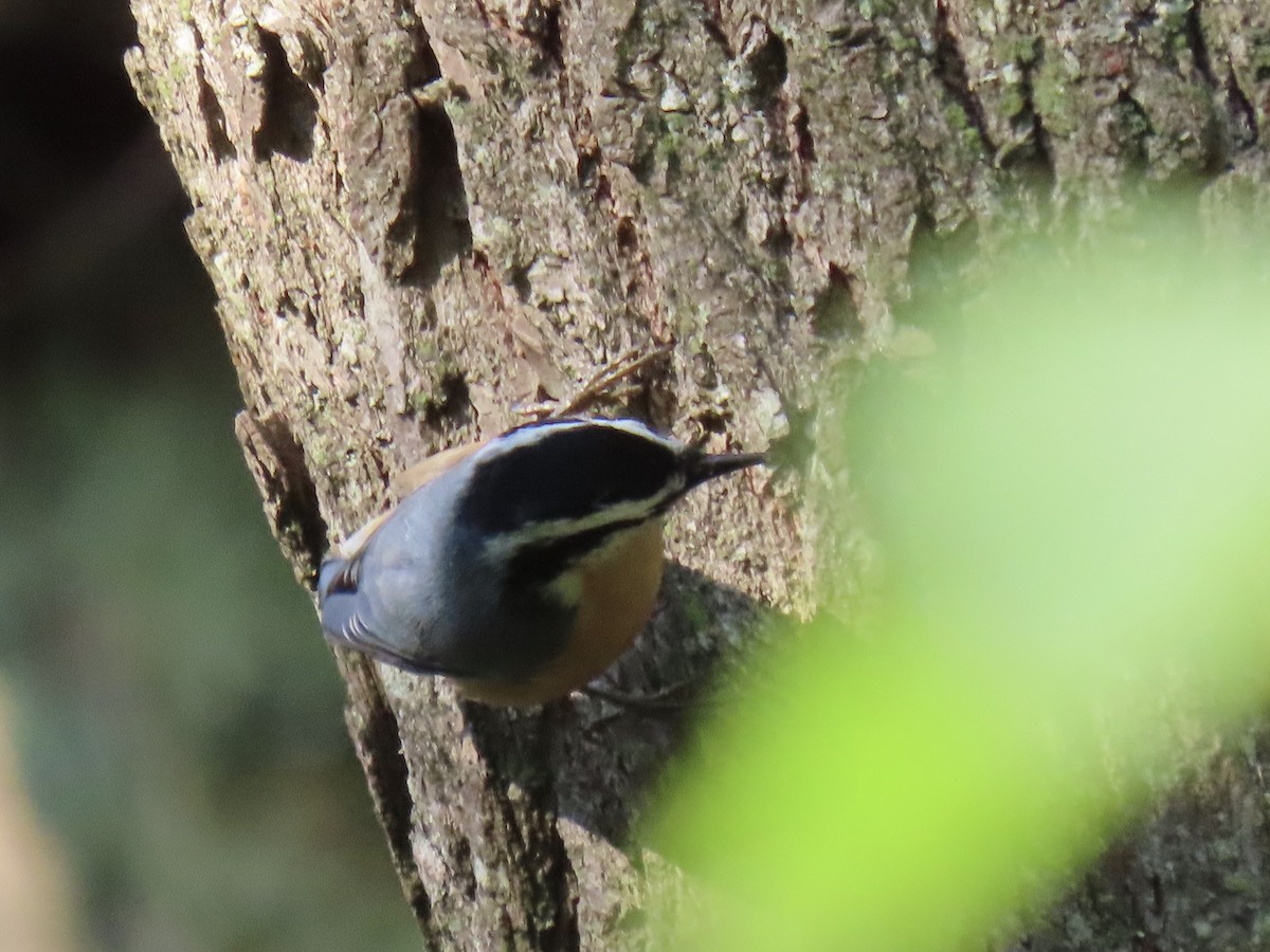 Red-breasted Nuthatch - ML256169621