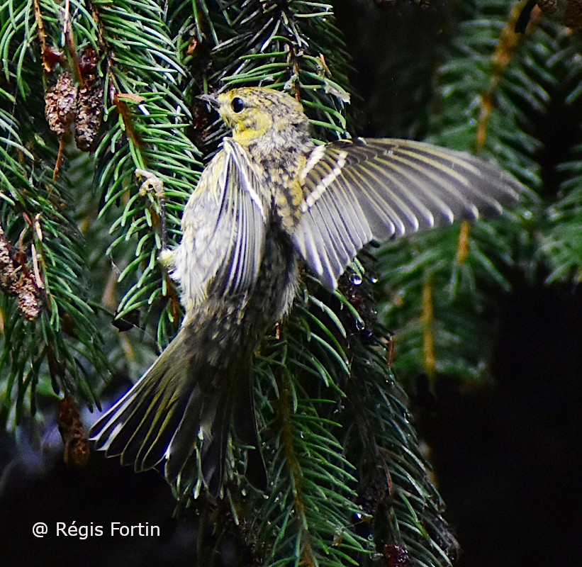 Cape May Warbler - ML256169651