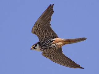 チゴハヤブサ - eBird