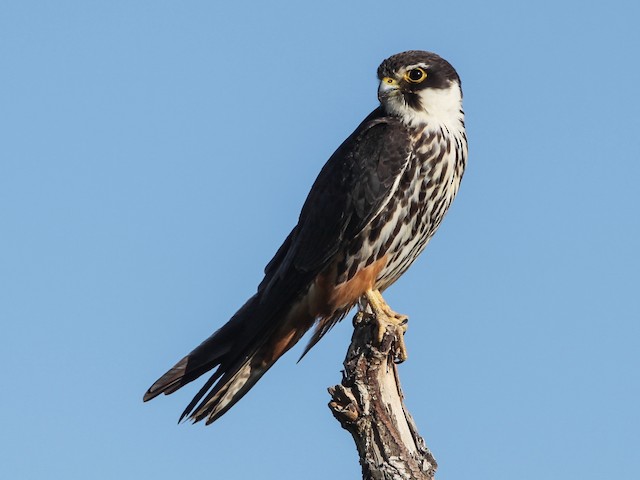 Adult - Eurasian Hobby - 