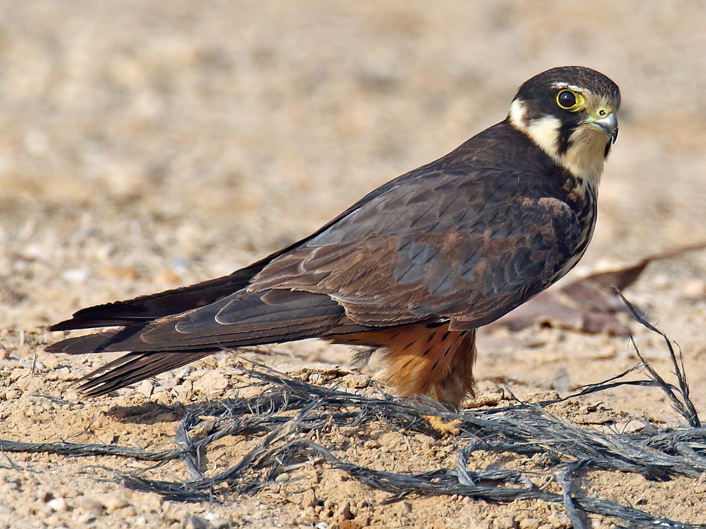 Eurasian Hobby - John Thompson