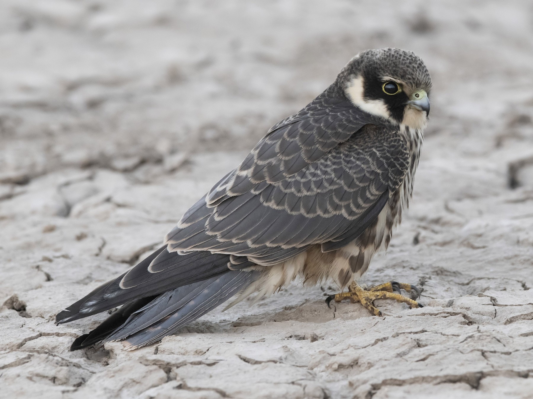 Eurasian Hobby - Prabhakar Manjunath