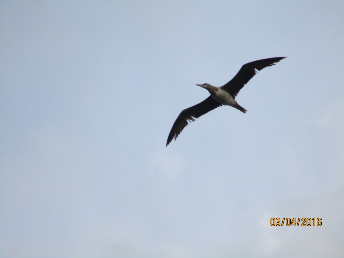 Red-footed Booby - ML25617091