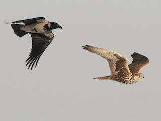 成鳥 (with Hooded Crow) - Jan Svetlik - ML256172871