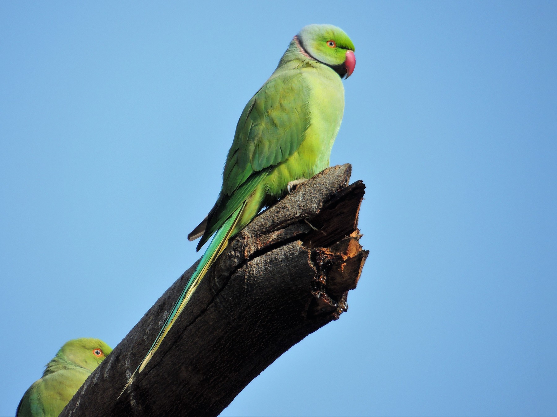 Rose-ringed Parakeet - Todd Pepper