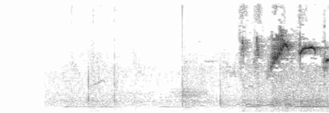Атласная нектарница - ML256176281