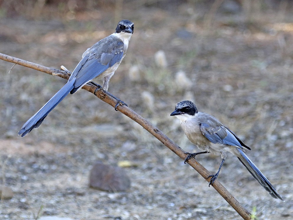 Iberian Magpie - eBird