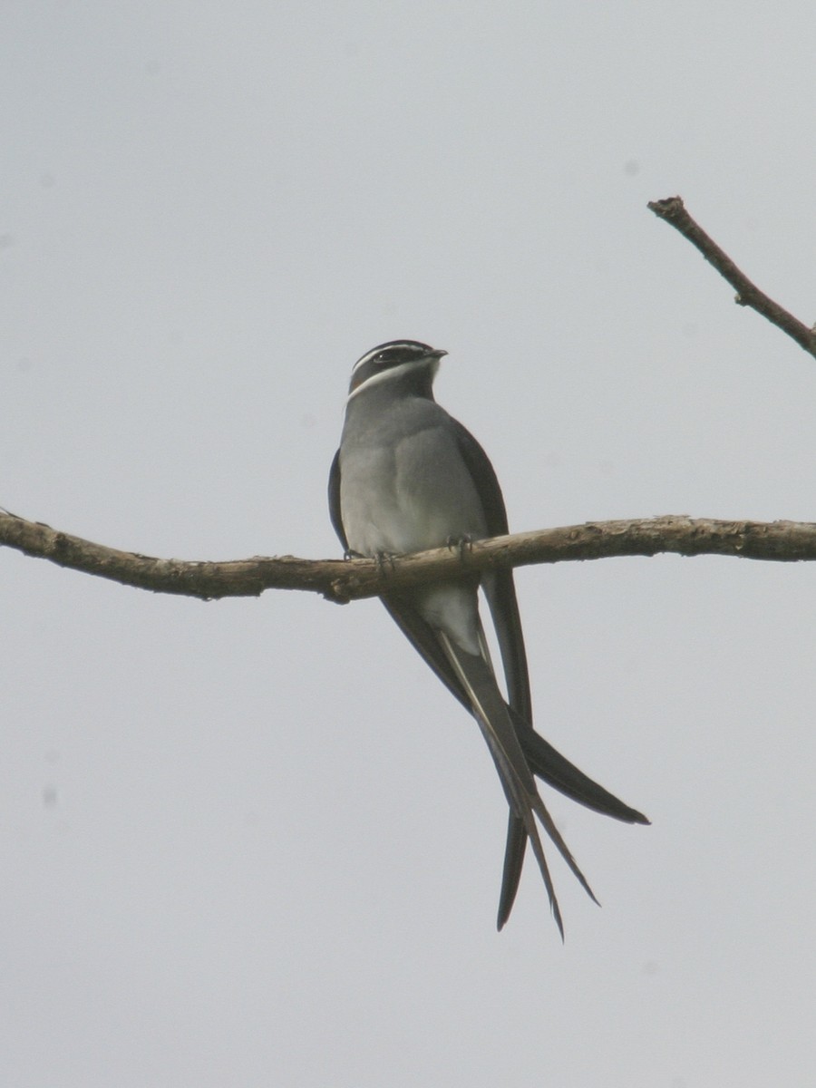 Moustached Treeswift - ML256179431