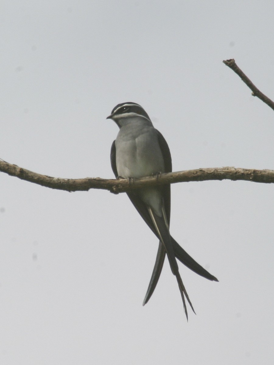 Moustached Treeswift - ML256179441