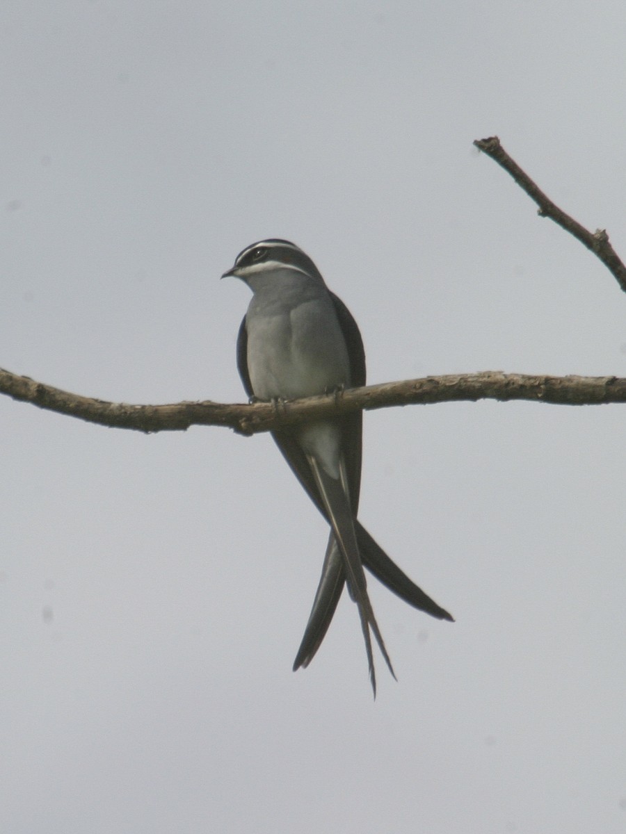 Moustached Treeswift - ML256179451