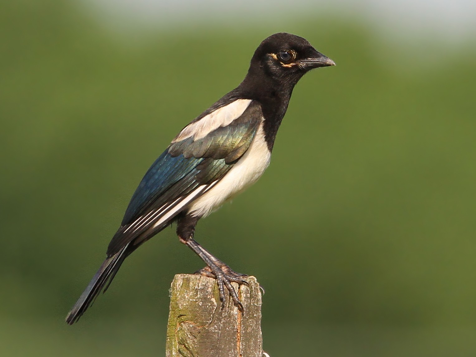 Eurasian Magpie - eBird