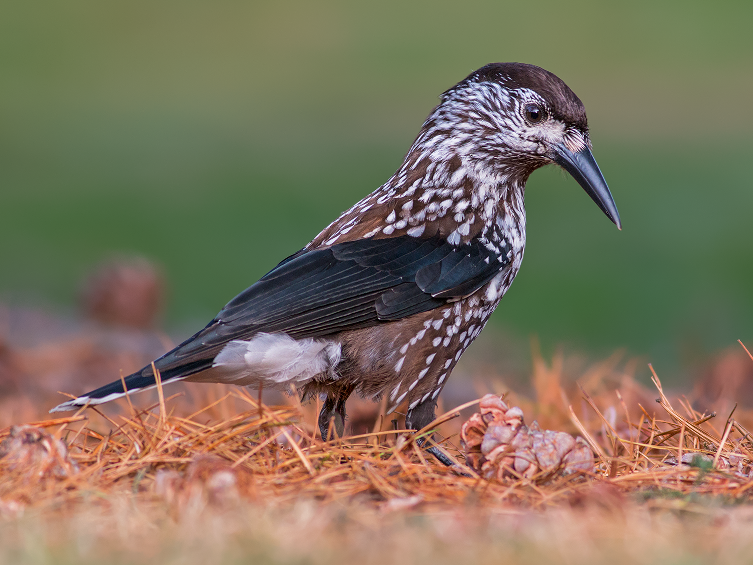 Eurasian Nutcracker - Ivan Sjögren