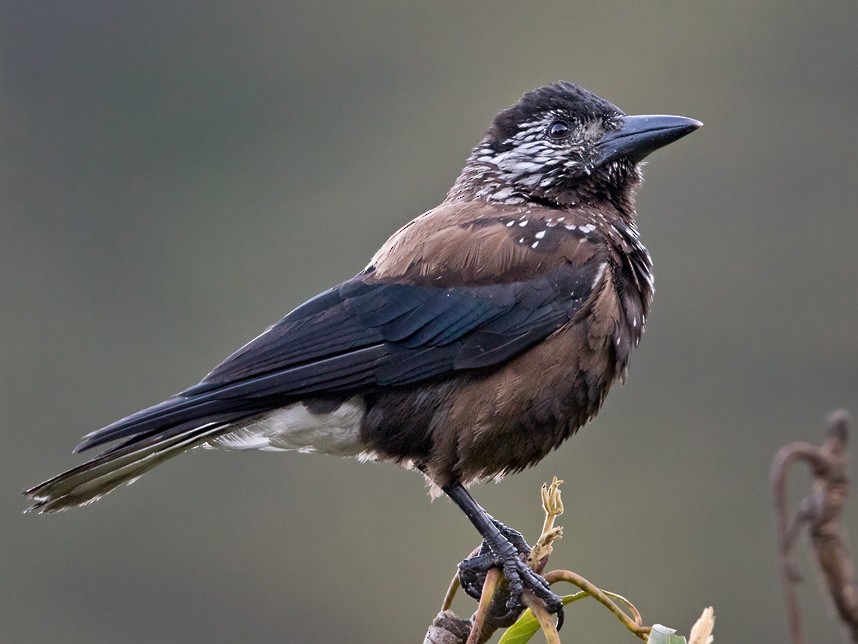 Eurasian Nutcracker - Lars Petersson | My World of Bird Photography