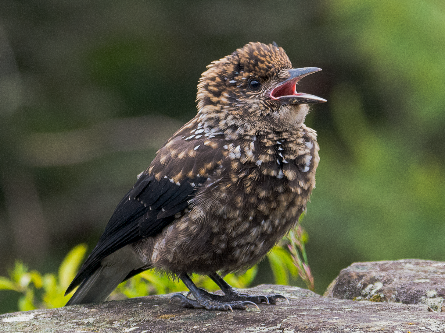 Eurasian Nutcracker - 見銘 陳