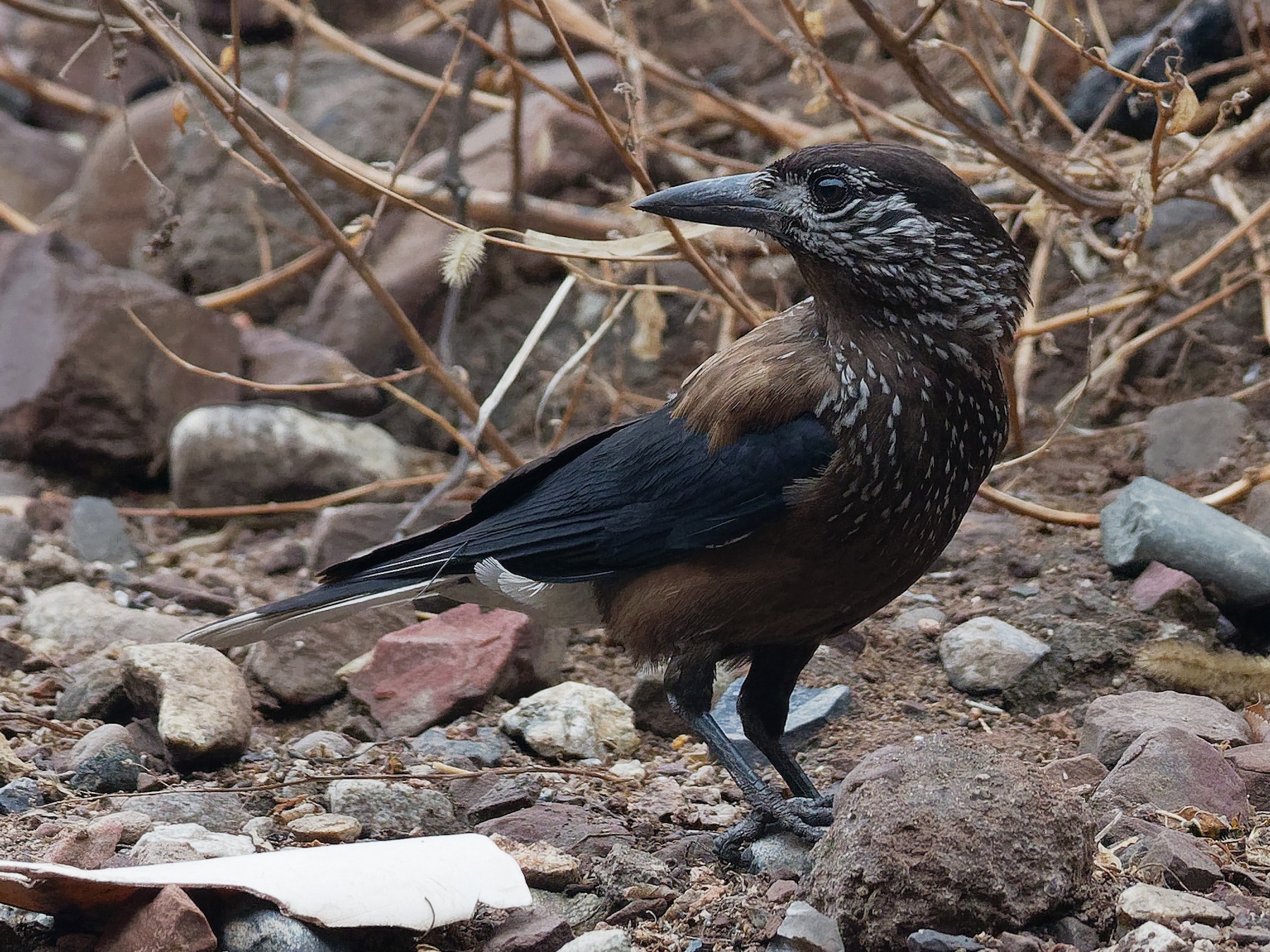 Eurasian Nutcracker - Vincent Wang