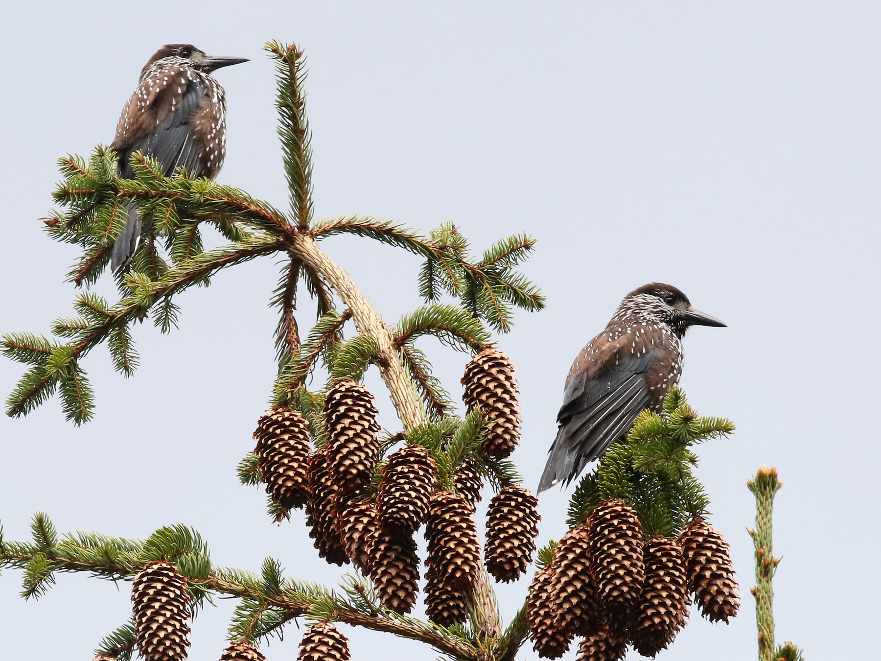 Eurasian Nutcracker - Phillip Edwards