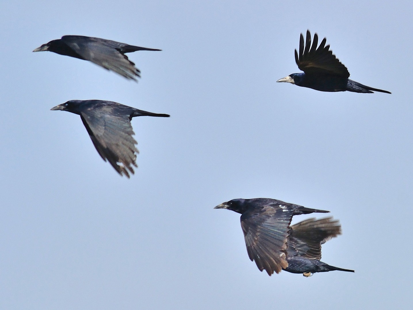 Rook, rooks (Corvus frugilegus), crow, corvids, songbirds, animals