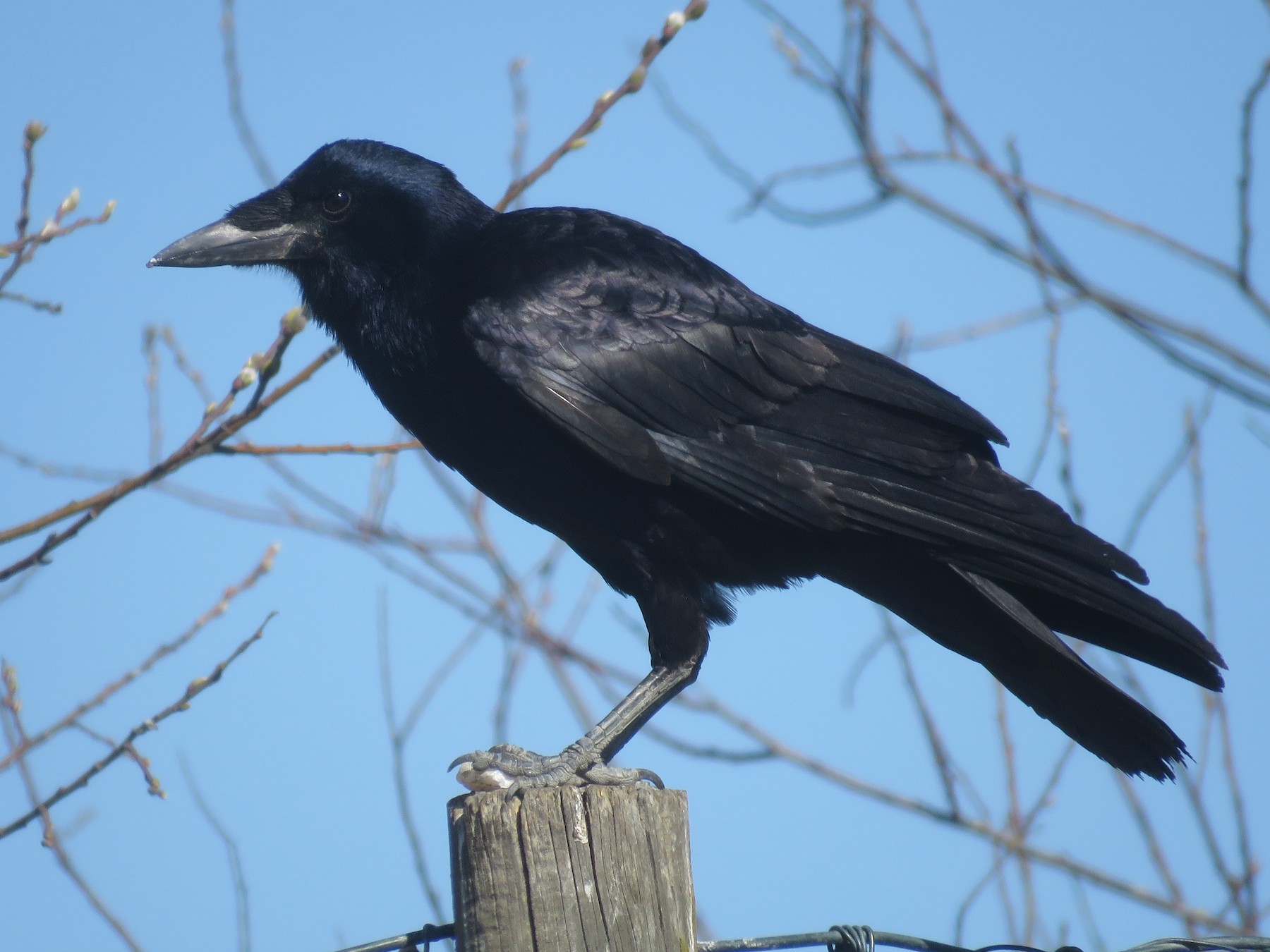 Rook Bird Facts (Corvus frugilegus)