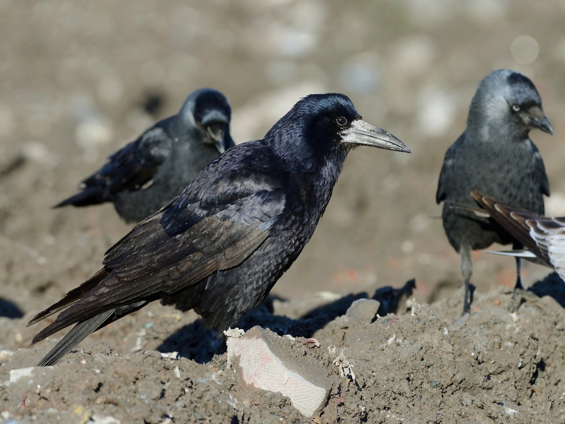 Rooks are highly gregarious birds and are generally seen in flocks