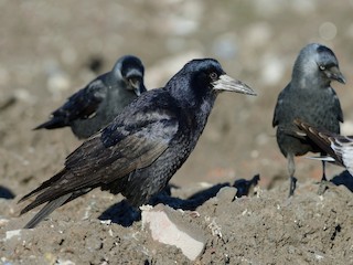 Olga Budina bilan porno