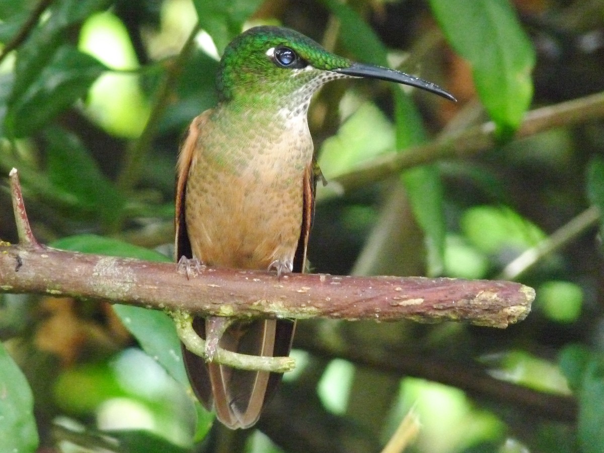 Fawn-breasted Brilliant - David Sidle