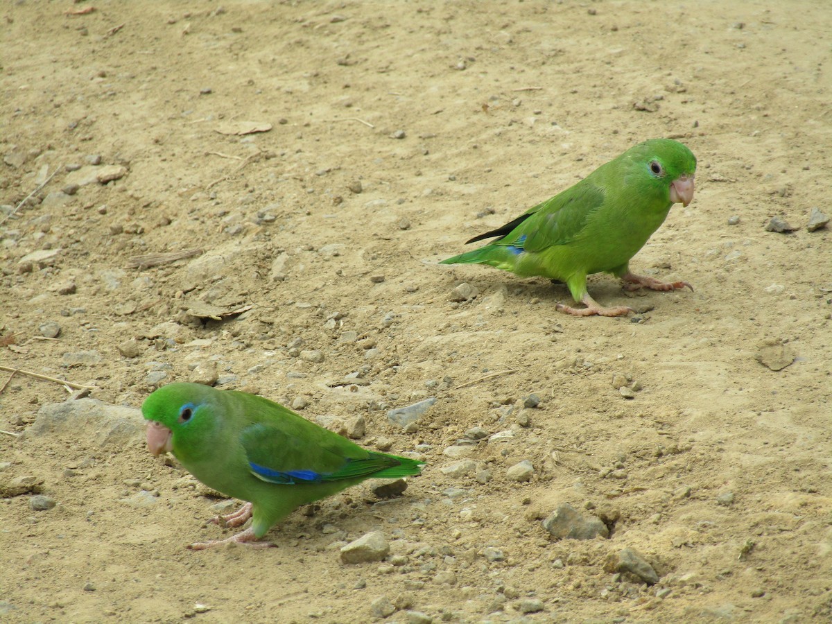 Spectacled Parrotlet - ML256186051