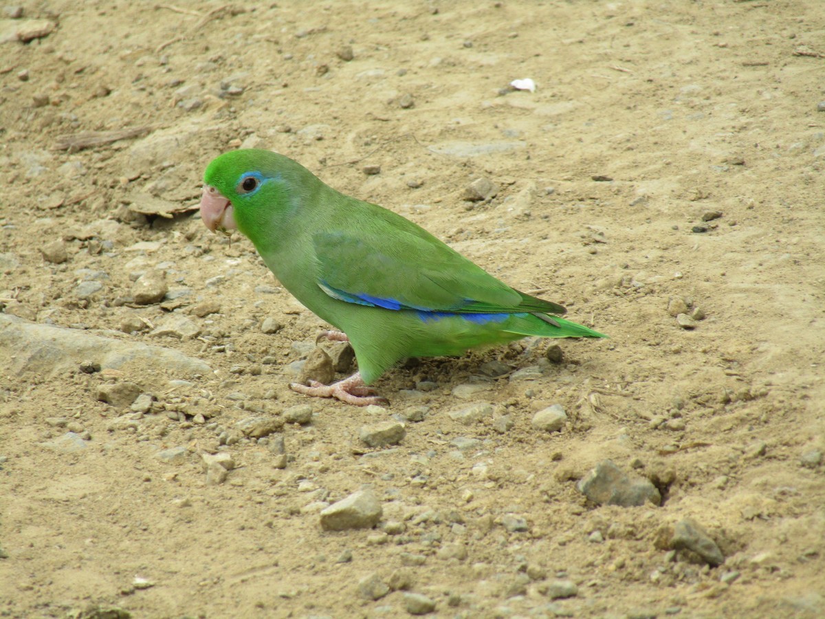 Spectacled Parrotlet - ML256186091